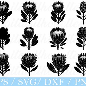 Puede incluir: Siluetas en blanco y negro de flores de protea en varias etapas de floración. La imagen incluye múltiples variaciones de la flor, desde capullos cerrados hasta flores completamente abiertas, con diseños detallados de hojas y tallos. El texto en la parte inferior dice "EPS / SVG / DXF / PNG".