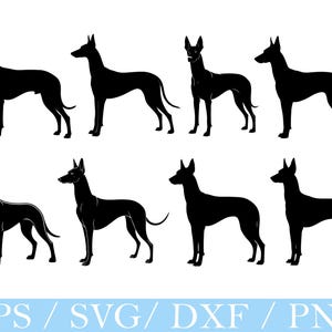 Pharaoh Hound Dog Svg, Pharaoh Hound Dog Silhouette, Dxf, Png