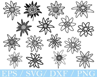 SVG de flor de edelweiss, archivos de corte de silueta floral (descarga digital)