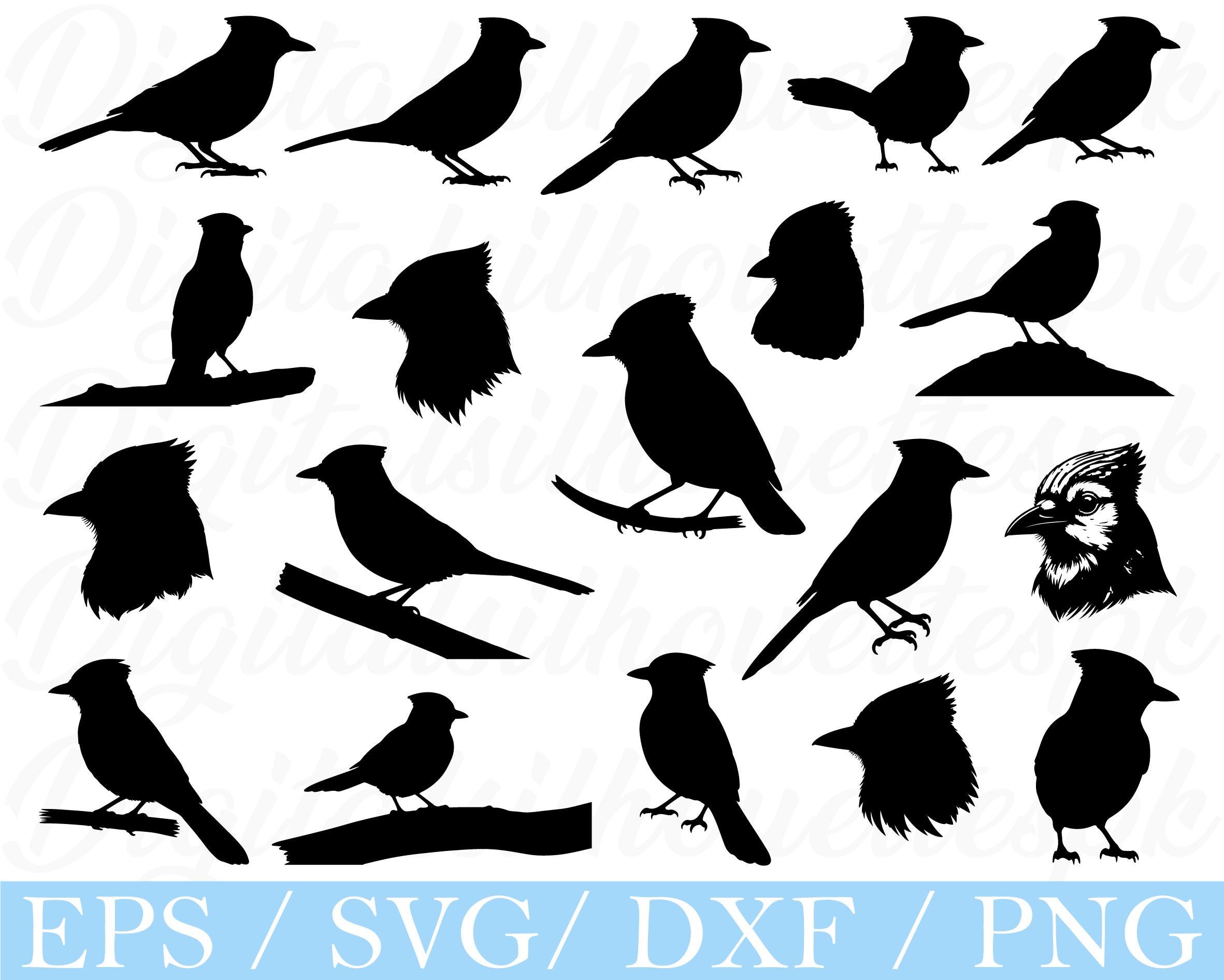 Blue Jay Bird SVG: Silhouette Vector Graphics (Digital Download)