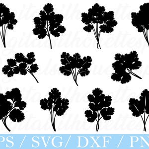 May include: A collection of black cilantro silhouette graphics. The image features various arrangements of the herb, with detailed leaf shapes and stems. The bottom of the image includes the text "EPS / SVG / DXF / PNG".