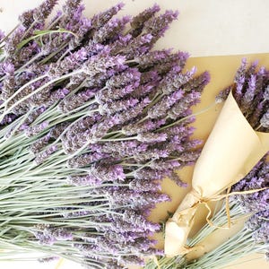 Può includere: Diversi mazzi di lavanda fresca. La lavanda ha spighe di fiori viola e steli verdi. Un mazzo è avvolto in carta marrone e legato con spago. Sfondo chiaro.