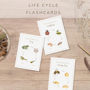 May include: Three rectangular educational flashcards titled Life Cycle Flashcards, each featuring a diagram of the life cycle of a ladybug, a frog, or a honey bee with watercolor illustrations and text labels on a white background with thin borders.
