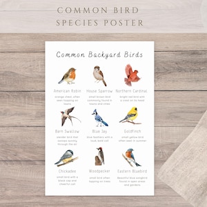 May include: A white educational poster titled Common Backyard Birds featuring nine illustrated bird species including an American Robin, House Sparrow, Northern Cardinal, Barn Swallow, Blue Jay, Goldfinch, Chickadee, Woodpecker, and Eastern Bluebird.