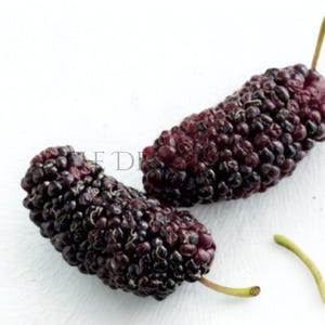 May include: Two ripe mulberries, showing a deep purple colour and textured surface, are set against a white background. The berries have small, round segments and are attached to green stems. The image highlights the natural colours and textures of the fruit.