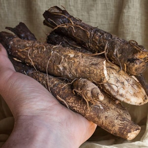 Puede incluir: Un puñado de raíces de bardana de color marrón oscuro, con una superficie rugosa y texturizada y raicillas visibles. Las raíces varían en tamaño y forma, algunas muestran parches marrones más claros. El fondo es neutro.