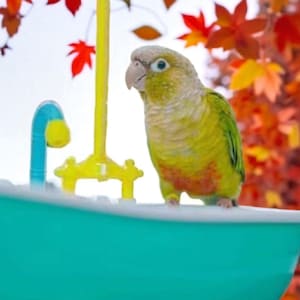 Electric Bird Bath Tub: Automatic Shower for Parrots, Finches
