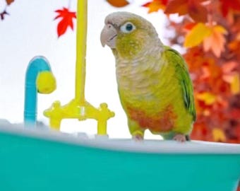 Bañera eléctrica para pájaros: ducha automática para loros y pinzones