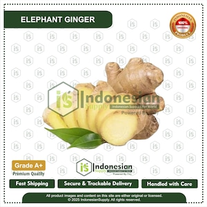 Fresh Elephant Ginger, Natural Healing Root, Aromatic Spice, Wellness Herb