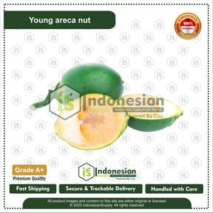 Fresh Young Betel Nut, Natural Areca Nut for Herbal and Culinary Use