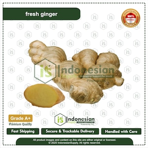 Frische Ingwerwurzel, natürliche Kräuter, Premium-Gewürz aus Indonesien