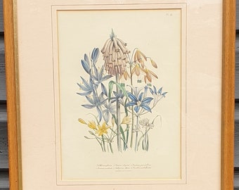 Flower study framed picture Synnotia bicolor Nature Wildlife Loudon Floral Synnotia variegata Sphaerospora imbricata Mrs