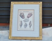 Antique engraving - Conchology by Friedrich Martini - Engraved by Andreas Happe - Framed