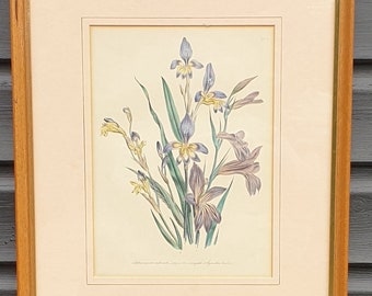 Flower study framed picture Synnotia bicolor Nature Wildlife Loudon Floral Synnotia variegata Sphaerospora imbricata Mrs