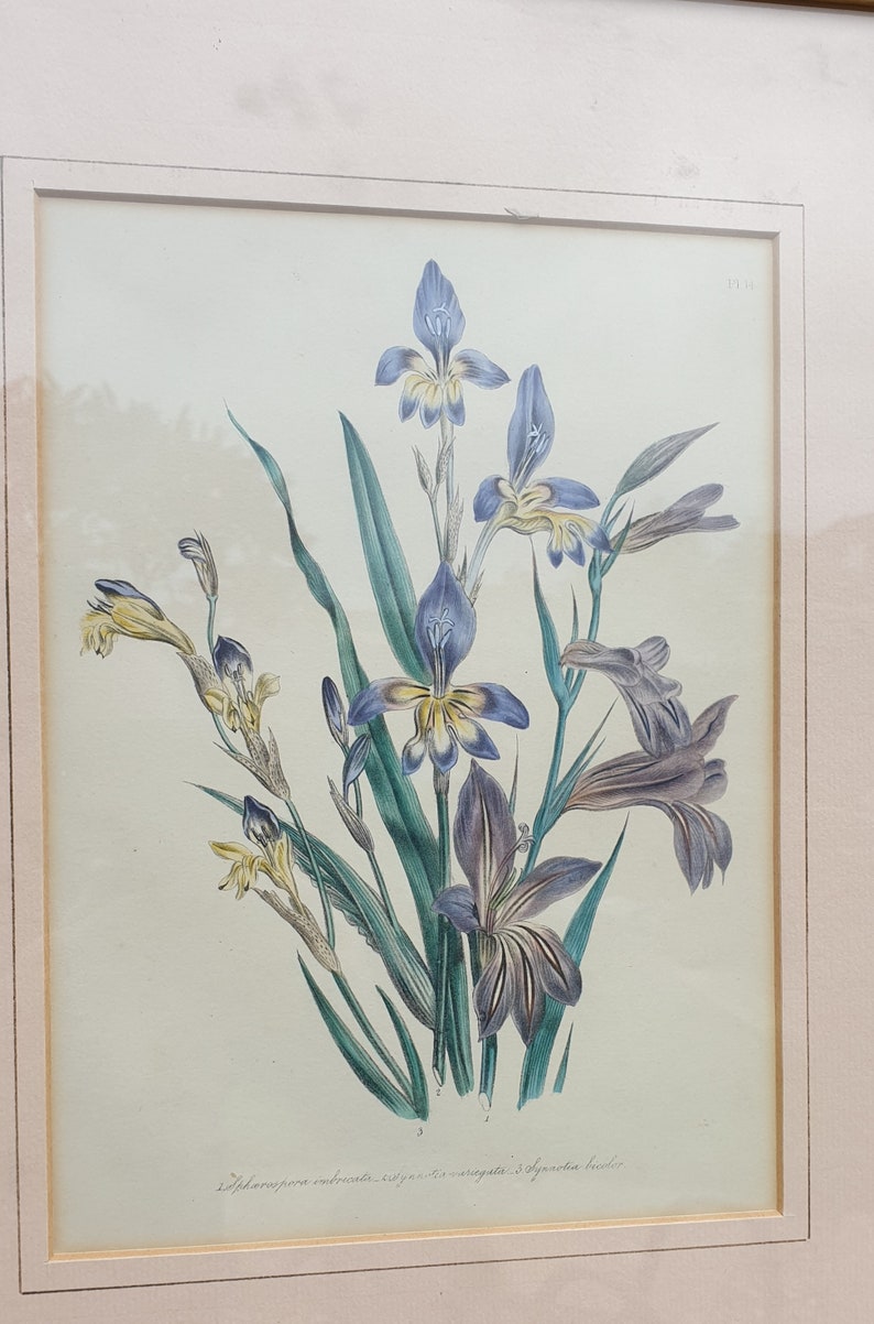 Flower study framed picture Synnotia bicolor Nature Wildlife Loudon Floral Synnotia variegata Sphaerospora imbricata Mrs