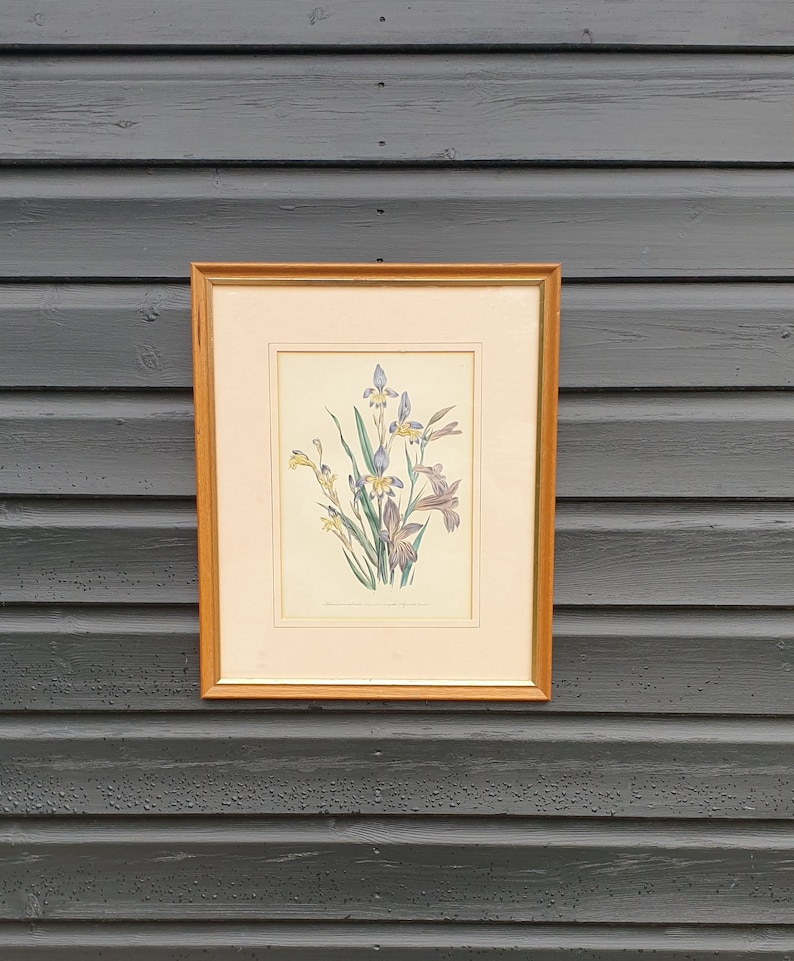 Flower study framed picture Synnotia bicolor Nature Wildlife Loudon Floral Synnotia variegata Sphaerospora imbricata Mrs