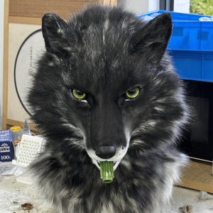 Puede incluir: Una máscara de lobo detallada y realista con pelaje negro y gris, ojos verdes intensos y un objeto verde en la boca. La máscara está diseñada con detalles intrincados, mostrando una expresión feroz. El fondo es un taller.