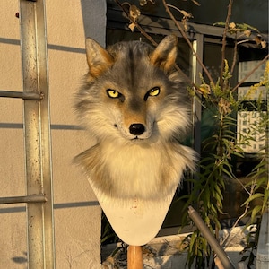 May include: A realistic wolf mask with gray and brown fur, yellow eyes, and a black nose. The mask is mounted on a white stand, showcasing the detailed craftsmanship of the animal's features. The mask is designed to be worn.