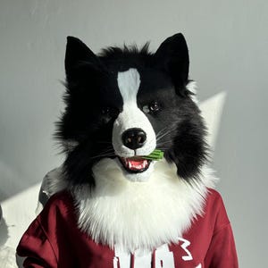 Könnte beinhalten: Eine schwarz-weiße Hunde-Kopfmaske mit einem weißen Fleck auf der Stirn und einem flauschigen weißen Kragen. Das Maul des Hundes ist geöffnet und zeigt rotes Zahnfleisch und Zähne, und er hält einen grünen Gegenstand. Die Person trägt einen weinroten Pullover.