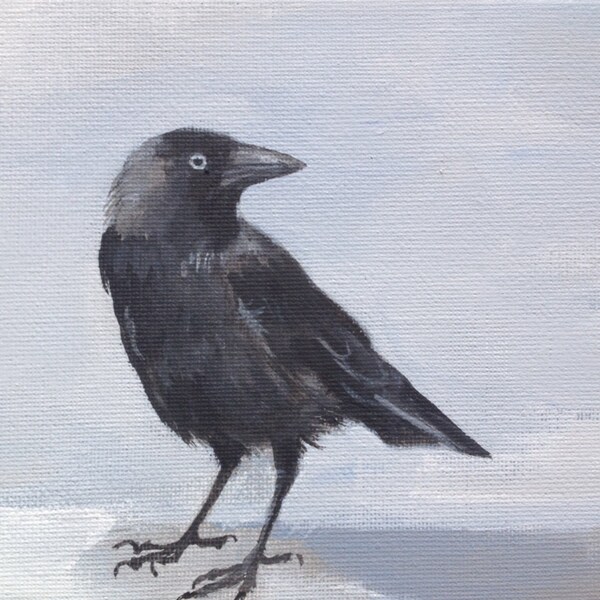 Watchful Jackdaw, print 7" x 5"