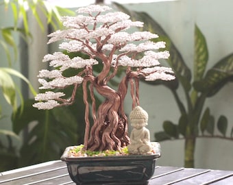 chinesische feige bonsai giftig Ficus ginseng (Chinesische Feige) kaufen main image 0