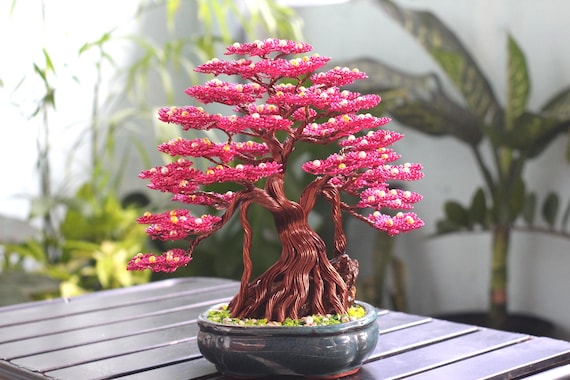 house plant umbrella tree Australian Umbrella Tree 10"