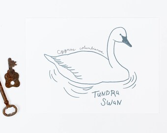 tundra swan art print, 5x7