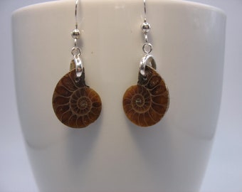 Boucles d’oreilles fossiles d’ammonite