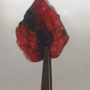 May include: A rough, deep red gemstone with dark inclusions is held by metal tweezers. The gem has a textured surface and irregular shape, with areas of translucence. The background is a soft, neutral colour.