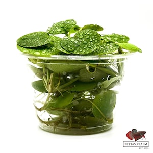 May include: A clear plastic container filled with aquatic plants. The plants have round, green leaves with water droplets on them. The container is set against a white background. The logo for Bettas Realm is in the bottom right corner.