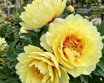 5 Seeds Yellow Peony Rare Golden Double Bloom Perennial