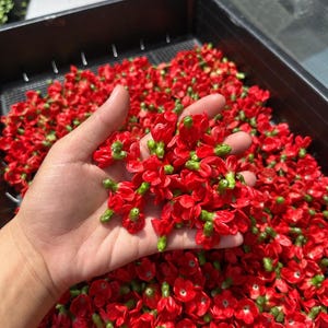 Puede incluir: Una gran colección de pequeñas flores de color rojo vibrante con centros verdes, reunidas en una bandeja de plástico negra. Cada flor presenta cinco pétalos redondeados y una base verde, creando una exhibición densa y uniforme.