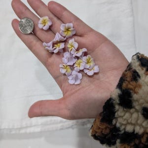 Puede incluir: Una mano que sostiene varias flores de plumeria pequeñas de color lavanda con centros amarillos. Una moneda también está en la mano. Las flores están enfocadas, con un fondo suave.