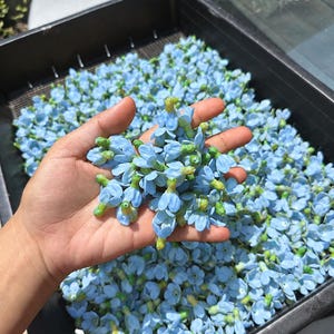 Puede incluir: Una gran colección de pequeñas flores de color azul claro con centros verdes, reunidas en una bandeja de plástico negra. Un puñado de estas delicadas flores de cinco pétalos se sostiene en alto, mostrando su color vibrante y forma estrellada.