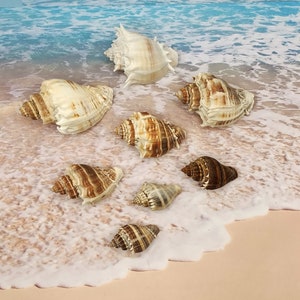 Florida KING CROWN CONCH ~ 2&quot;to 3 1/2&quot; Seashell~Palm Beach Find~Banded Seashell~Striped Crown Conch ~ L1