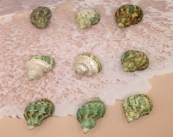 GREEN TURBAN SEASHELLS ~ Mother-of-Pearl ~ Spiral Shells ~  Craft Supply ~ Jewelry Supply ~ Hermit crab home ~ L1