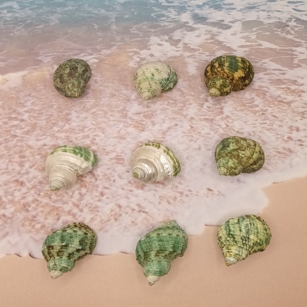 GREEN TURBAN SEASHELLS ~ Mother-of-Pearl ~ Spiral Shells ~  Craft Supply ~ Jewelry Supply ~ Hermit crab home ~ L1