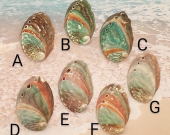 ABALONE  SHELL Smudge Bowl ~Also called Emma's Abalone  ~ Some Vibrant colors