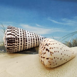 May include: Two cone-shaped seashells with a white background and brown spotted patterns.