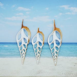 May include: Three white and brown seashells with intricate patterns and holes. The shells are arranged in a row on a sandy beach with a blue ocean in the background.