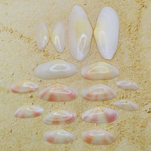 SUNRISE TELLIN SEASHELLS ~  ~ Palm Beach Find~Jewelry~Craft~Wedding