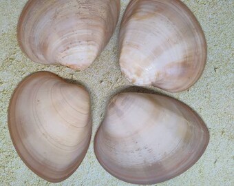 Clear Clam Bowl Etsy