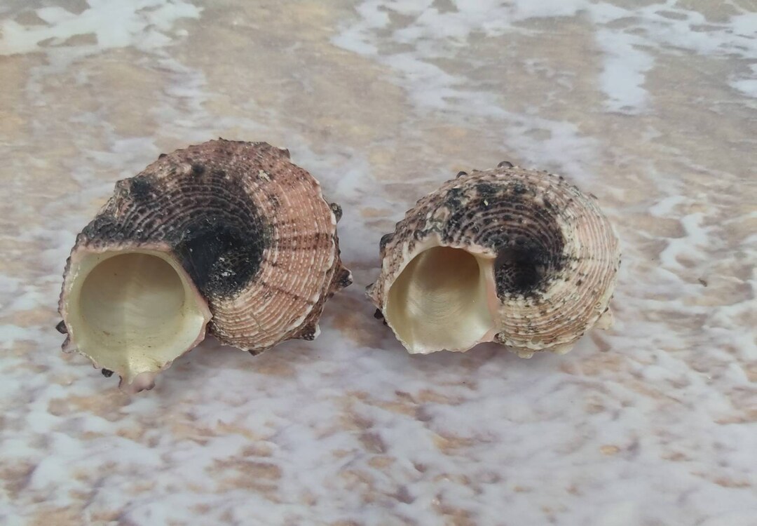 DOLPHIN SHELLS Angaria Delphinus - Etsy UK