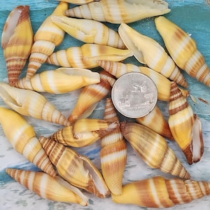 May include: A collection of small, yellow and brown seashells with white stripes. The shells are arranged in a pile on a blue surface. A US quarter is included for scale.