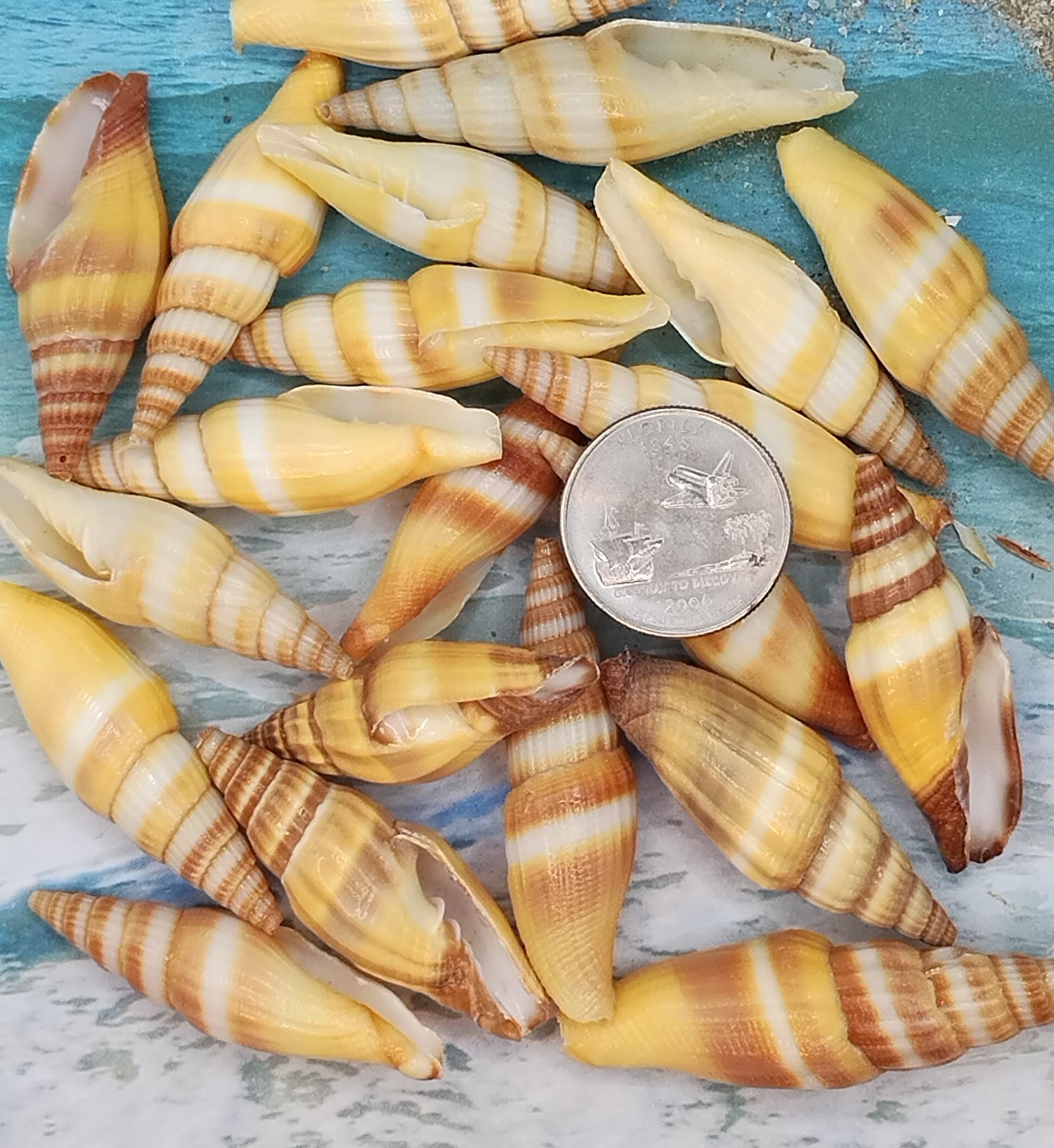 Miter Snail ~ MITRA VEXILLUM COCCINEUM ~ Cone Shell ~ Striped