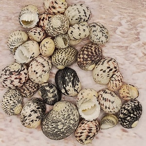 May include: A collection of various sea shells, showcasing a range of sizes and patterns. The shells display a mix of colors, including white, brown, and black, with speckled and striped designs. Some shells have open interiors, revealing their inner structure.