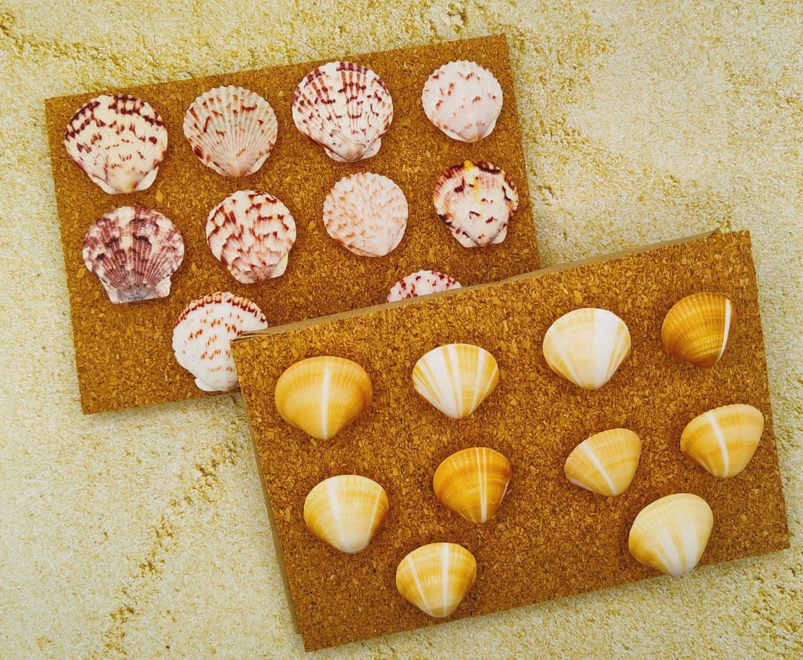 20 SEASHELL PUSH PINS -wooden Tacks-message -bulletin Board Accessories ...