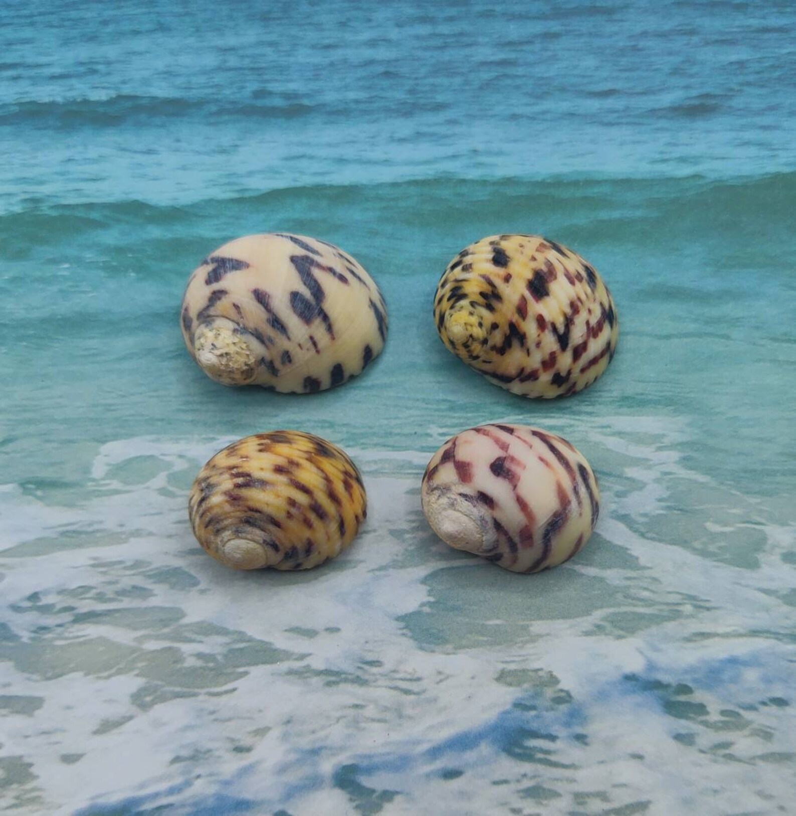 4 BLEEDING TEETH NERITE Snail Seashell bleeding Tooth Etsy