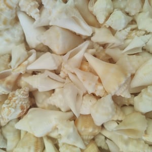 FLORIDA WHITE CONCH ~ Seashells ~10 to 100pcs ~ Florida Beach find~Conch Seashell~Beach~Coastal Decor