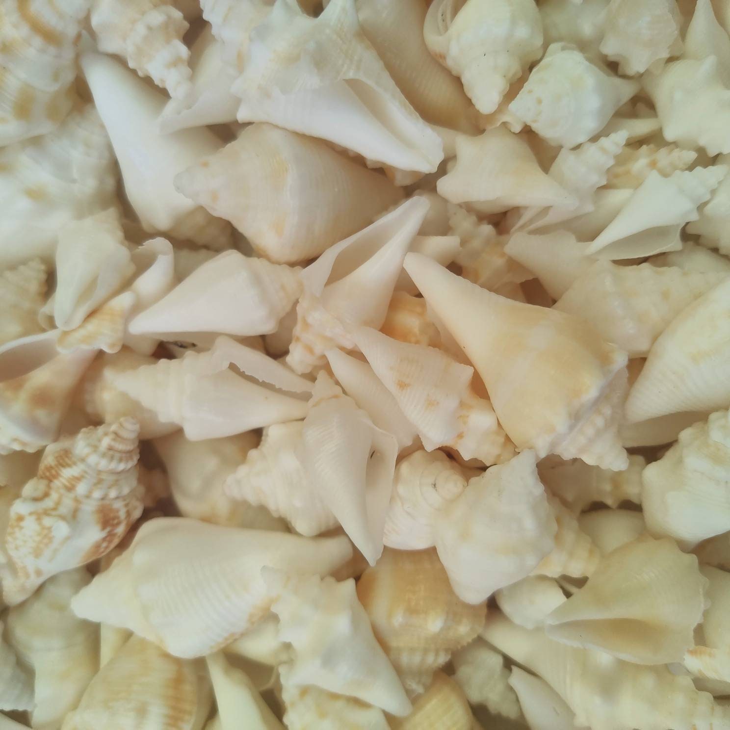 FLORIDA WHITE CONCH ~ Seashells ~10 to 100pcs ~ Florida Beach find~Conch Seashell~Beach~Coastal Decor